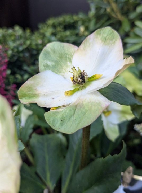 PXL_20241025_152218844