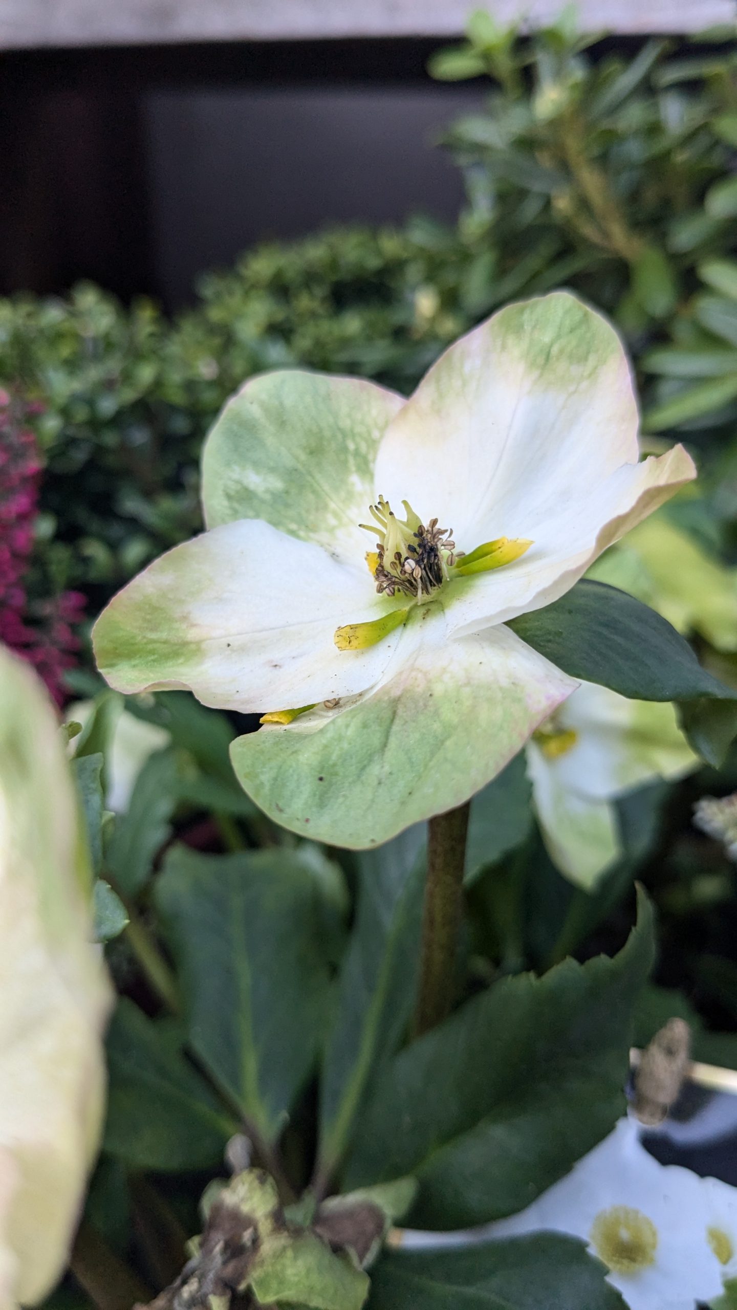 PXL_20241025_152218844